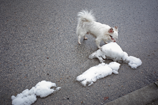 800 :: White doggy and snow